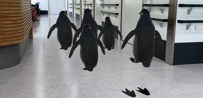 実寸大の動物が画面上に現れるイメージ