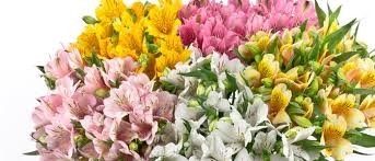 NQPaGUxpZFQ8clywJng9.jpg?w=940&h=940