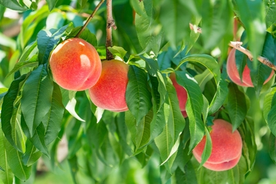 NSTStwwQ3NsV2EJxTfgF.jpeg?w=940&h=940