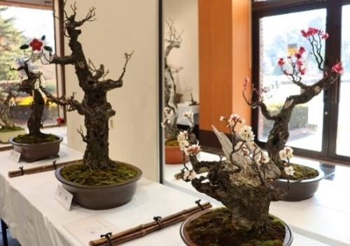 梅と早春の植物展の様子(令和6年撮影)