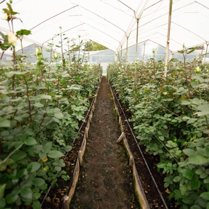 NVdnXcp9SmNl1r4TA35Y.jpg?w=940&h=940