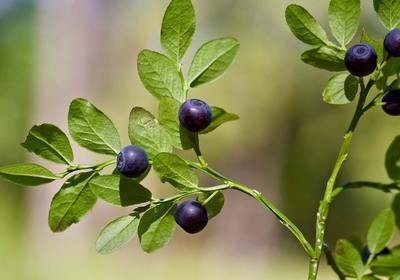 NakdA83jh14NOOxBMW6j.jpg?w=940&h=940