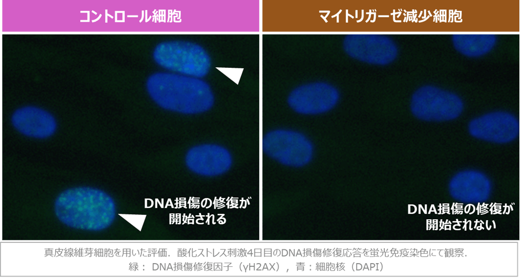 図2 マイトリガーゼの減少によるDNA損傷修復応答の阻害