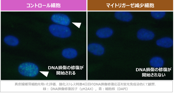 図2 マイトリガーゼの減少によるDNA損傷修復応答の阻害