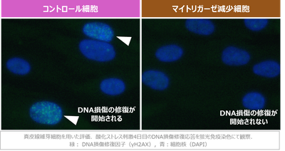 図2　マイトリガーゼの減少によるDNA損傷修復応答の阻害