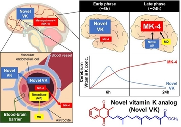 芝浦工大、脳神経再生に効果が期待されるビタミンK誘導体を開発　 アルツハイマー病などの神経変性疾患への治療効果に期待