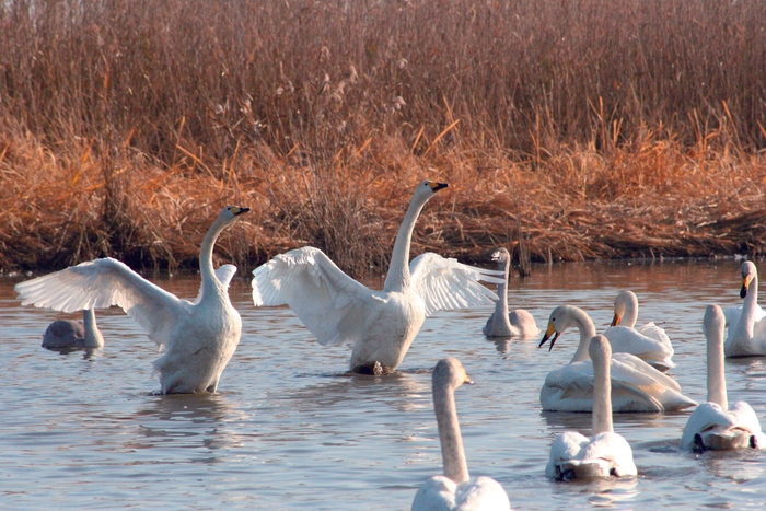 邑楽町 多々良沼に飛来する白鳥