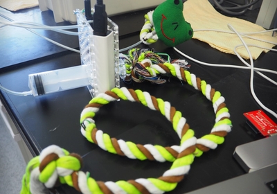 奥のカエルで「かむ力」、手前のロープで「引っ張る力」を測定します