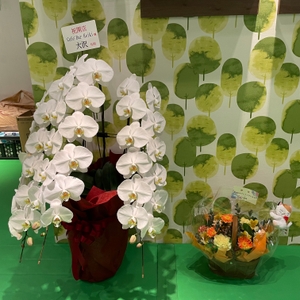 Nkip3GSqJf4z75R4lqN7.jpeg?w=940&h=940