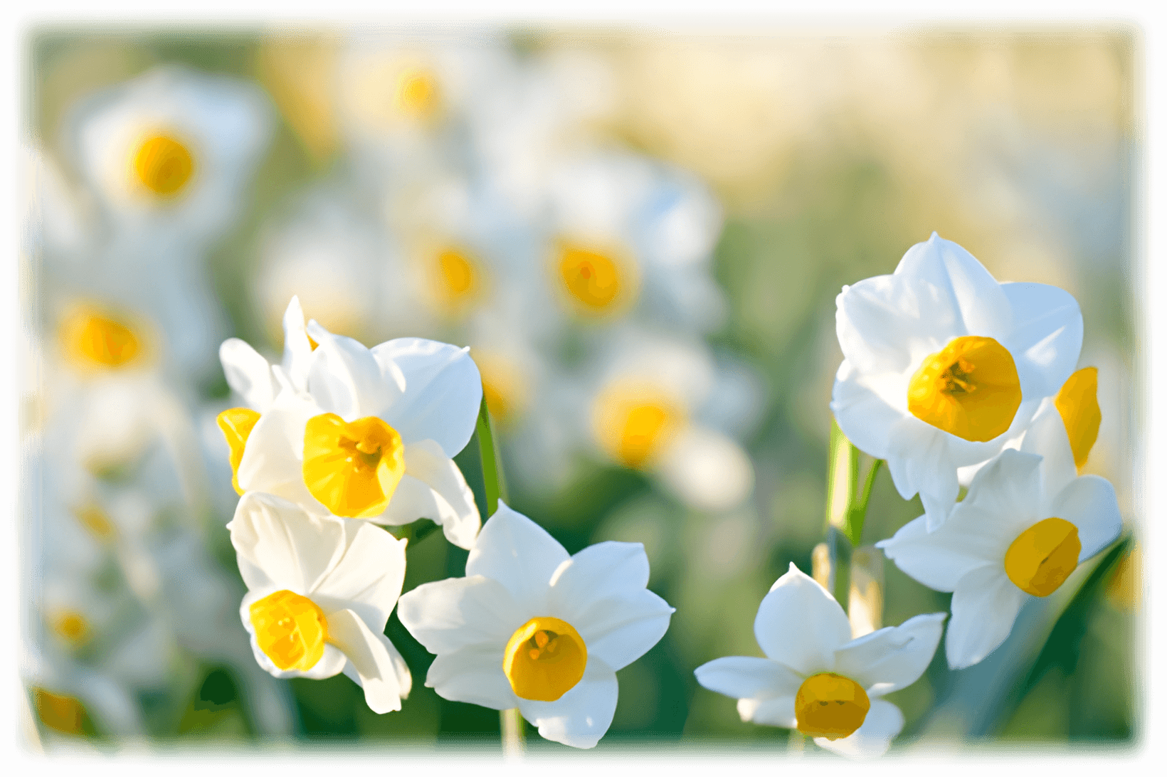 葛西臨海公園のスイセン(令和6年2月の様子)
