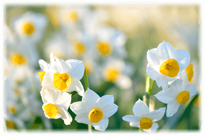 葛西臨海公園のスイセン（令和６年２月の様子）