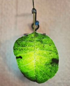 Nl9dA6AAaMtrORXmSO2w.png?w=940&h=940