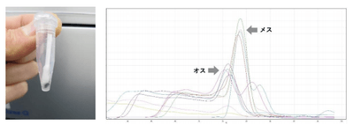 体表粘液を採取（左）、遺伝子マーカーによって雌雄を判別（右）