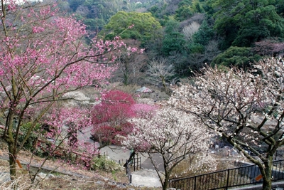 毎年人気の梅まつり