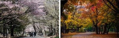 円山公園／徒歩5分（約340m）