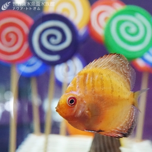 Ns7iX13PnTuBGFrISKDb.jpg?w=940&h=940