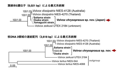 図5. 葉緑体5遺伝子および核DNAの3領域を用いた分子系統解析。ヒスイボルボックスとVolvox dissipatrixはそれぞれ独立した系統として示された。