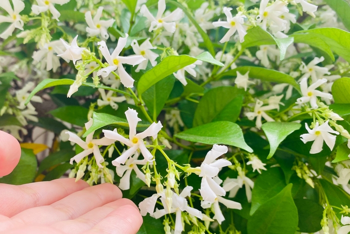 スタージャスミン