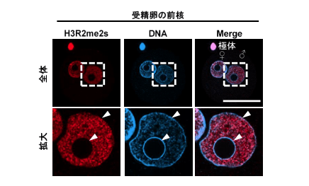 図2 受精卵の前核におけるH3R2me2sとDNAの染色像。雄性前核を拡大すると、DNAのシグナルが強いところ(ヘテロクロマチン領域)ではH3R2me2sがほとんど検出されないが、DNAのシグナルが弱いところ(ユークロマチン領域)ではH3R2me2sが認められる。♂:雄性前核、♀:雌性前核、スケールバー:50 μm