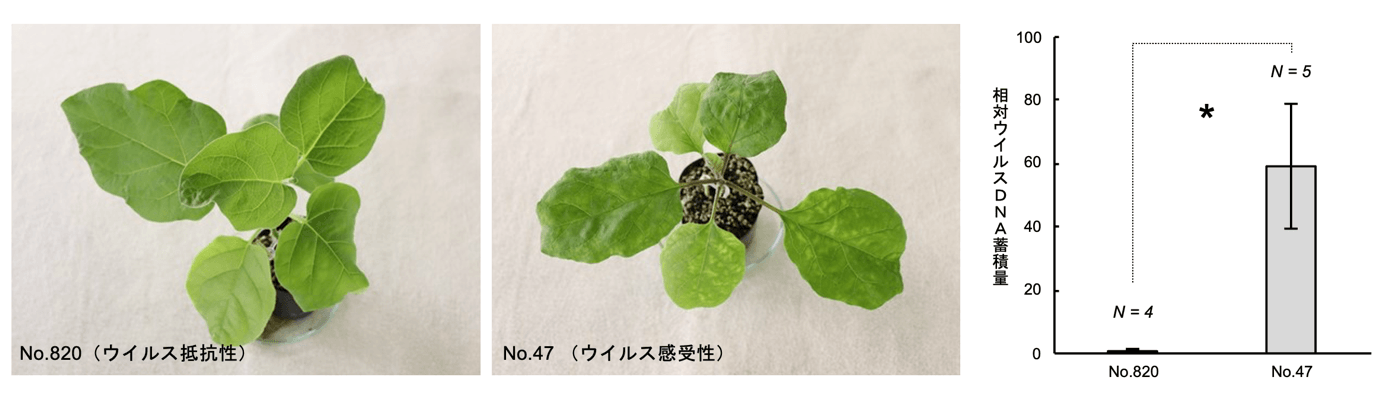 世界初！ 新しいウイルス抵抗性遺伝子をナスから特定　世界中の農作物のウイルス病被害低減に繋がる成果