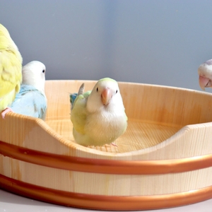 使用イメージ・水浴び