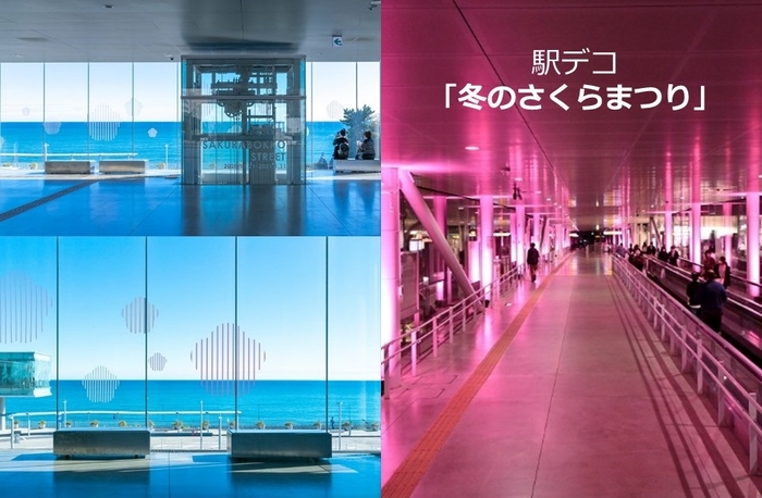 昨年、大好評の「冬のさくらまつり」が今年も開催!