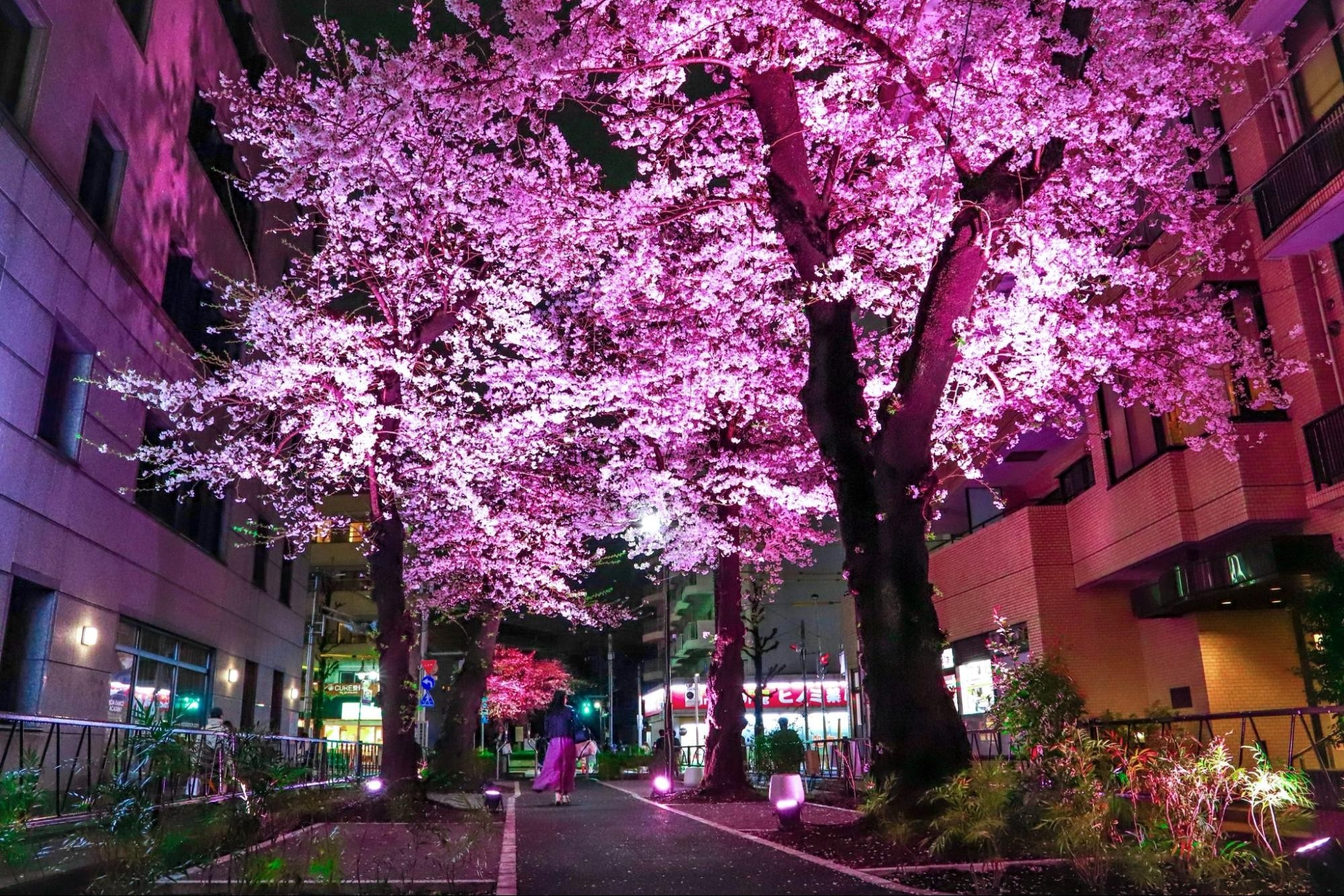 【桜が人生を照らす】都立大学駅前で没入体感型 桜の並木道ライトアップ2026開催｜地元商店街×大学研究室が共創