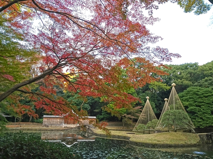 内庭(11月28日撮影)