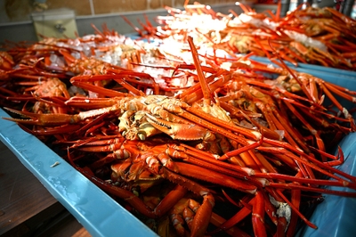 大ぶりな個体が多い魚津産紅ズワイガニ