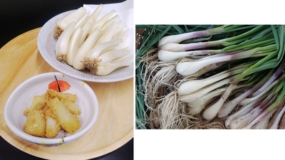 （左）鳥取県産根付らっきょうの胡麻和え ※定食小鉢にて提供（右）鳥取県産根付らっきょう