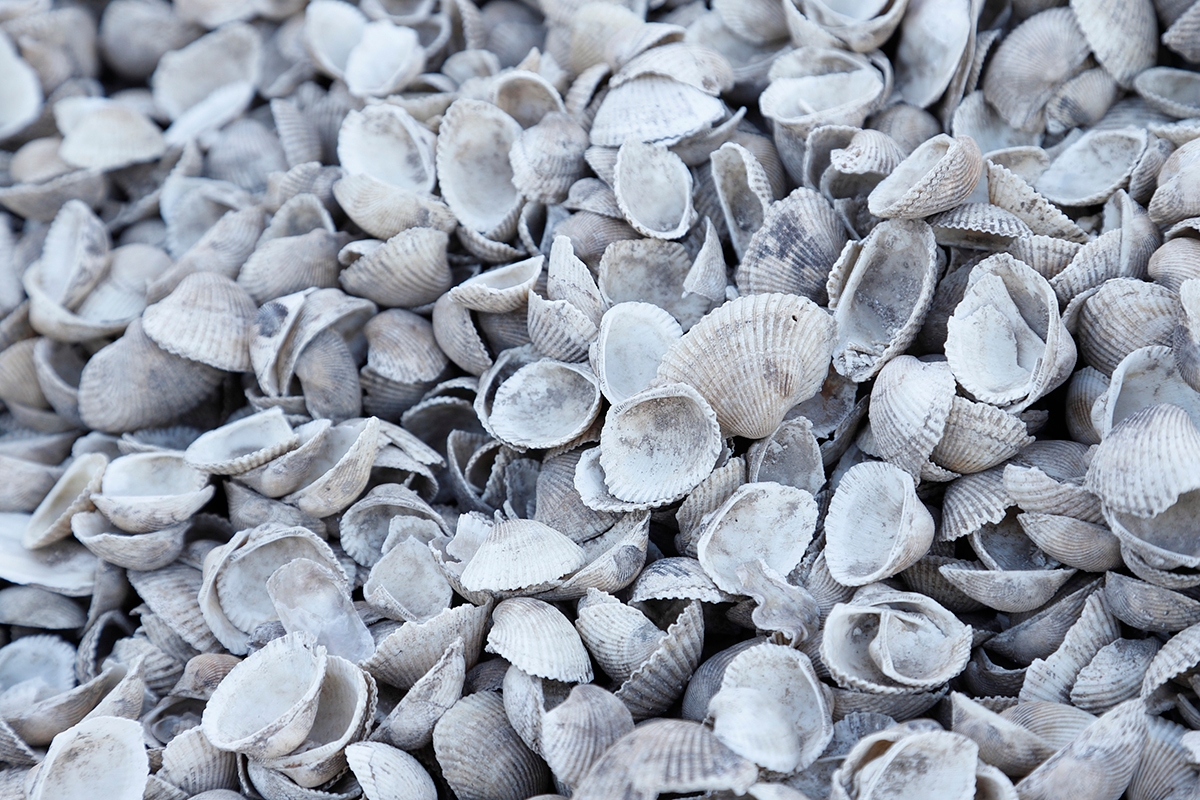 有明海で水揚げされたサルボウ貝(赤貝)の殻