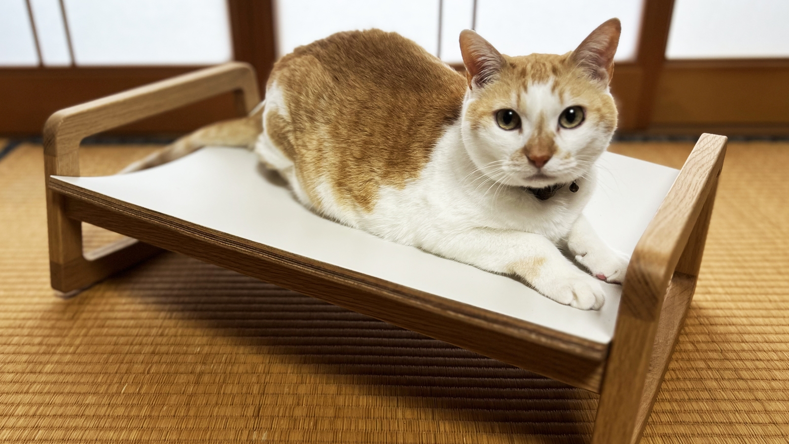 愛猫の休息に贅沢な無垢材のベッド
