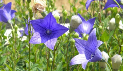 近畿大学薬学部薬用植物園で育成しているキキョウ