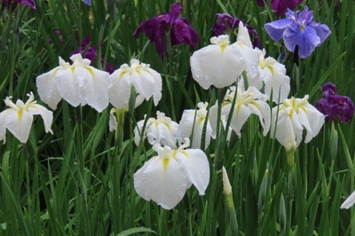 OP3nwAztgGVyyVI5QMTZ.jpg?w=940&h=940