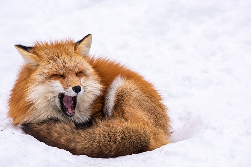 宮城蔵王キツネ村(宮城県 白石市)