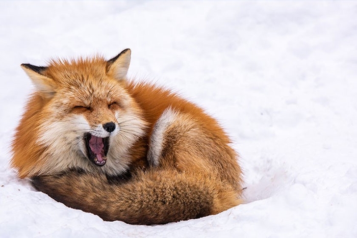 宮城蔵王キツネ村(宮城県 白石市)