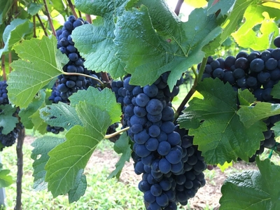 OXSBM7JHREUTRsWmeOCP.jpg?w=940&h=940