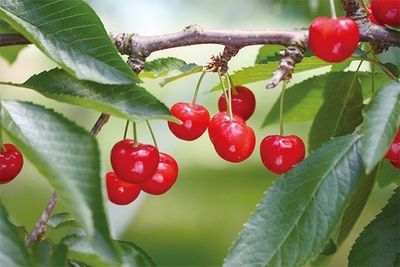 OYVqqqctc3Zirxjzn0zB.jpg?w=940&h=940