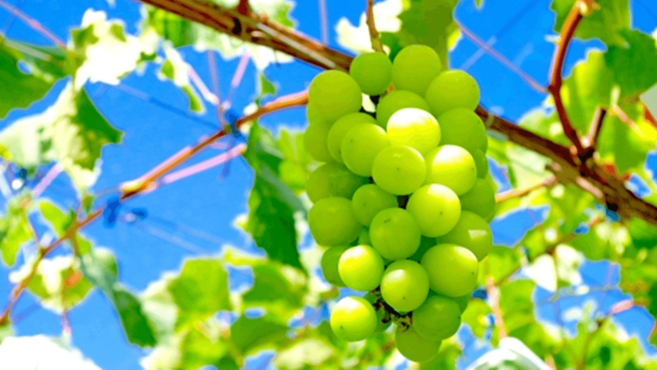 ふるさと納税でもらえる「シャインマスカット」の量コスパランキングを発表【2021年7月】