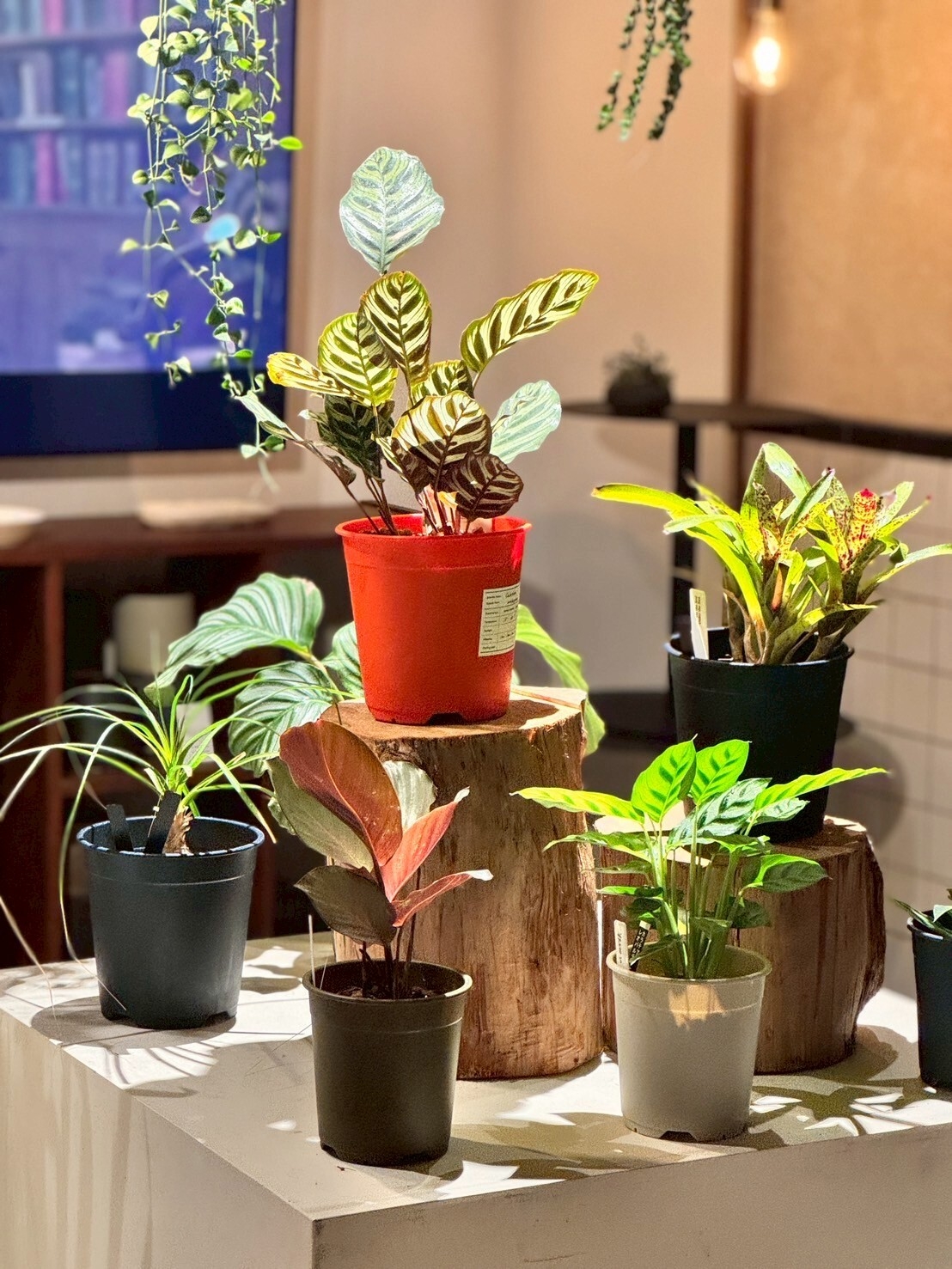 展示色見イメージ(2)