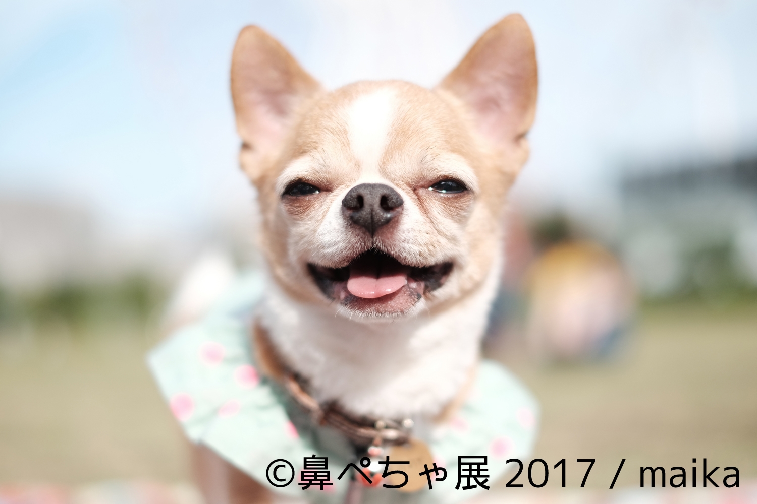 鼻ぺちゃ”で“ぶさかわ”なインスタ有名犬が集合！ 来場者数1.5万人突破