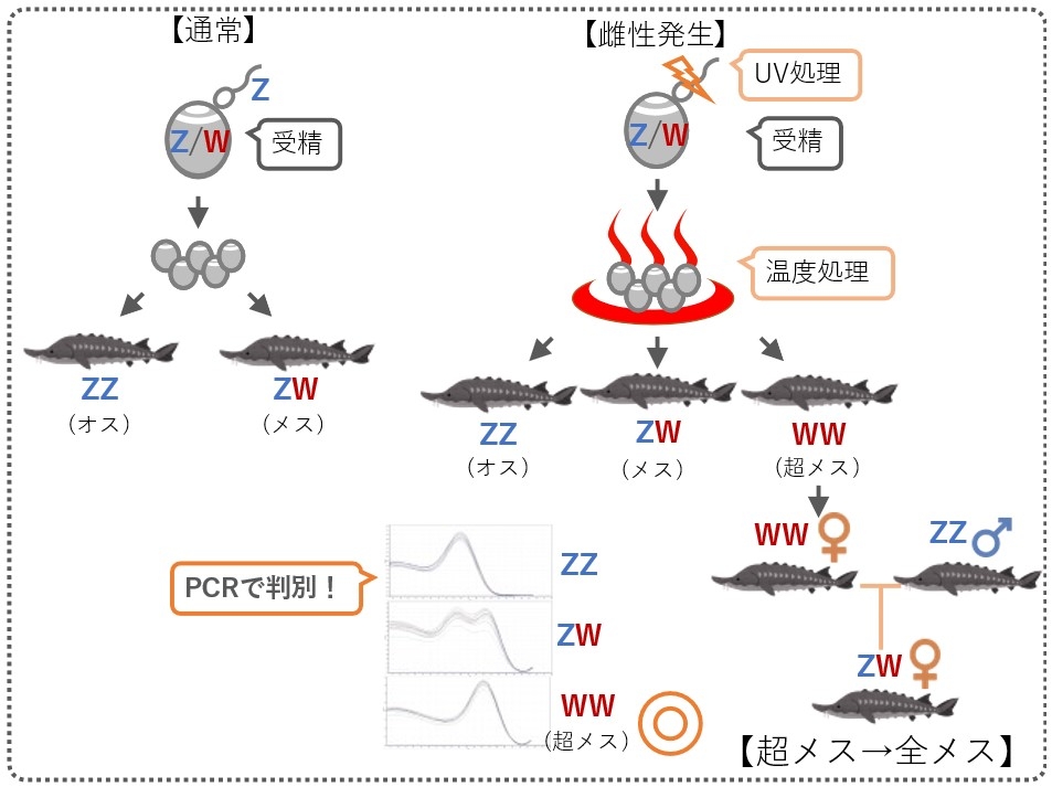 図2:全メス生産までの道のり。チョウザメは通常の交配によりオス(ZZ)とメス(ZW)が生まれ、雌性発生を行うとそれらに加えて超メス(WW)も生まれます。超メス(WW)とオス(ZZ)が交配すると、その子は全てがメスになります。近大独自のPCR検査法(図中央下の波形)により、このWWを判別することが可能になりました。