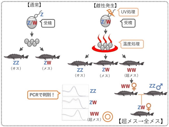 図2:全メス生産までの道のり。チョウザメは通常の交配によりオス(ZZ)とメス(ZW)が生まれ、雌性発生を行うとそれらに加えて超メス(WW)も生まれます。超メス(WW)とオス(ZZ)が交配すると、その子は全てがメスになります。近大独自のPCR検査法(図中央下の波形)により、このWWを判別することが可能になりました。