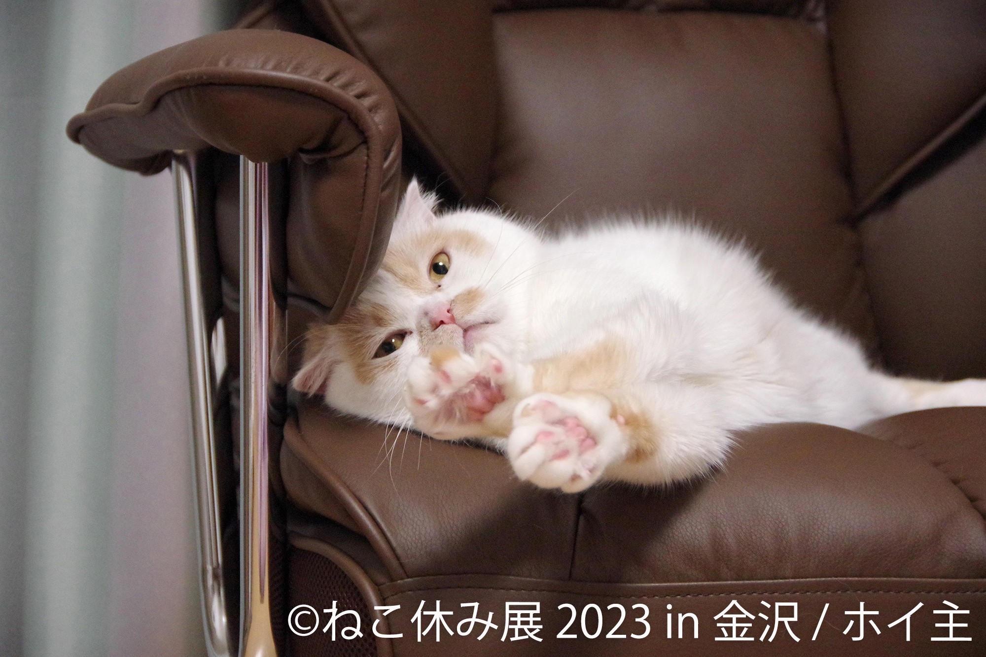 2年ぶり金沢上陸！大人気の“猫の祭典”は金沢オリジナル作品や 限定