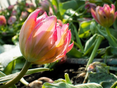 OsVikidRSZ00cliud1eu.jpg?w=940&h=940