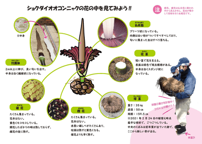 OsZANmA1oEa8yKR0rdDX.png?w=940&h=940