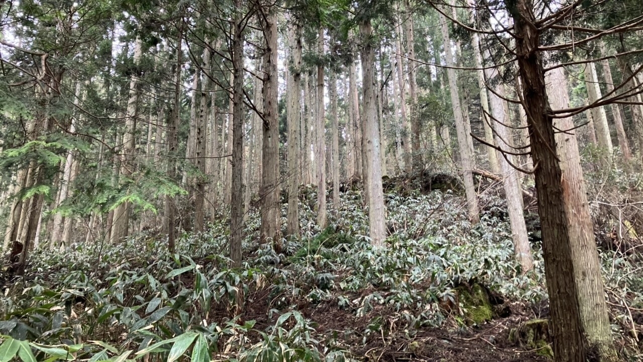 地域の森が支える“カーボンニュートラルなフェス” HIROSHIMA CONTI-NeW FeS 2025