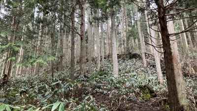 地域の森が支える“カーボンニュートラルなフェス” HIROSHIMA CONTI-NeW FeS 2025