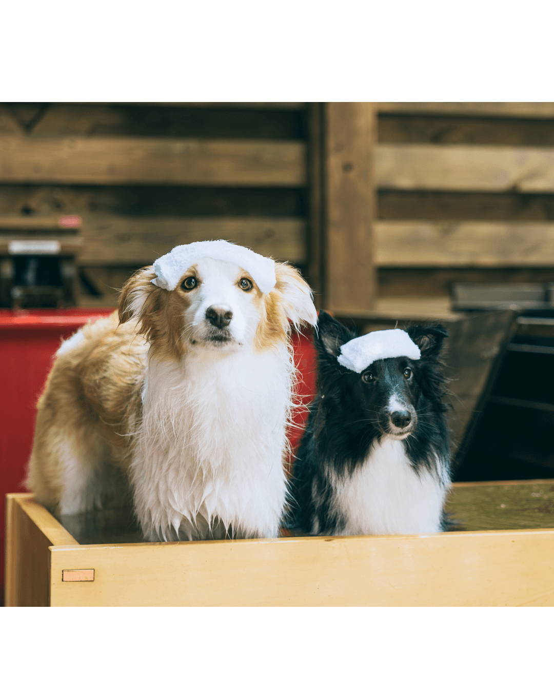 わんちゃん露天風呂