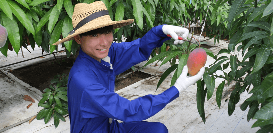 農学部生による近大マンゴー「愛紅」収穫の様子